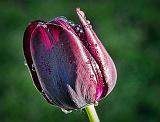 Wet Tulip_DSCF02538-9